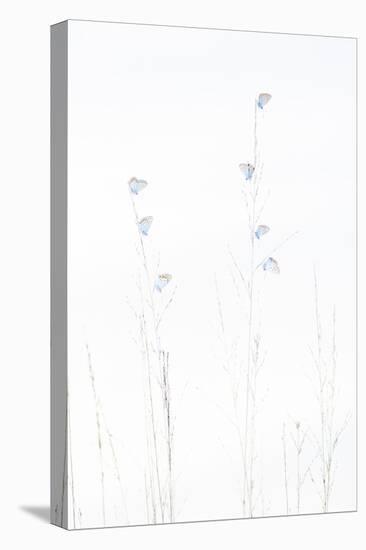 Silver-studded blue butterflies resting, The Netherlands-Edwin Giesbers-Stretched Canvas