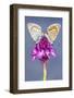 Silver-Studded Blue Butterfly (Plebejus Argus) Pair Mating-Ross Hoddinott-Framed Photographic Print