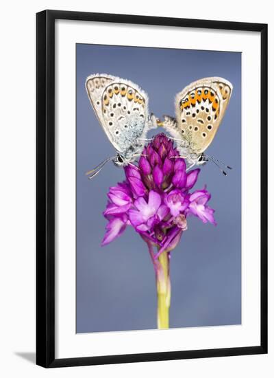 Silver-Studded Blue Butterfly (Plebejus Argus) Pair Mating-Ross Hoddinott-Framed Photographic Print