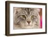 Silver tabby cat, Blaze, age 10 months, portrait.-Mark Taylor-Framed Photographic Print