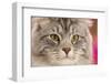 Silver tabby cat, Blaze, age 10 months, portrait.-Mark Taylor-Framed Photographic Print