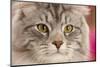 Silver tabby cat, Blaze, age 10 months, portrait.-Mark Taylor-Mounted Photographic Print