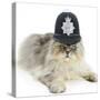 Silver Tabby Chinchilla Persian Male Cat, Cosmos, Wearing a Police Helmet-Mark Taylor-Stretched Canvas