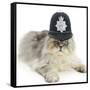 Silver Tabby Chinchilla Persian Male Cat, Cosmos, Wearing a Police Helmet-Mark Taylor-Framed Stretched Canvas