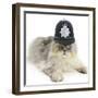 Silver Tabby Chinchilla Persian Male Cat, Cosmos, Wearing a Police Helmet-Mark Taylor-Framed Photographic Print