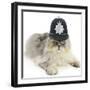 Silver Tabby Chinchilla Persian Male Cat, Cosmos, Wearing a Police Helmet-Mark Taylor-Framed Photographic Print