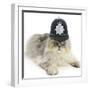 Silver Tabby Chinchilla Persian Male Cat, Cosmos, Wearing a Police Helmet-Mark Taylor-Framed Photographic Print