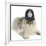 Silver Tabby Chinchilla Persian Male Cat, Cosmos, Wearing a Police Helmet-Mark Taylor-Framed Photographic Print