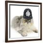 Silver Tabby Chinchilla Persian Male Cat, Cosmos, Wearing a Police Helmet-Mark Taylor-Framed Photographic Print