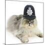 Silver Tabby Chinchilla Persian Male Cat, Cosmos, Wearing a Police Helmet-Mark Taylor-Mounted Photographic Print