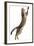 Silver Tabby Domestic Cat (Felis Catus) Leaping, UK-Jane Burton-Framed Photographic Print