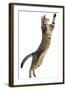 Silver Tabby Domestic Cat (Felis Catus) Leaping, UK-Jane Burton-Framed Photographic Print