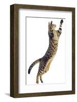 Silver Tabby Domestic Cat (Felis Catus) Leaping, UK-Jane Burton-Framed Photographic Print