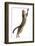 Silver Tabby Domestic Cat (Felis Catus) Leaping, UK-Jane Burton-Framed Photographic Print