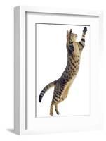 Silver Tabby Domestic Cat (Felis Catus) Leaping, UK-Jane Burton-Framed Photographic Print