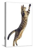 Silver Tabby Domestic Cat (Felis Catus) Leaping, UK-Jane Burton-Stretched Canvas