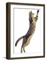 Silver Tabby Domestic Cat (Felis Catus) Leaping, UK-Jane Burton-Framed Photographic Print