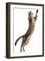 Silver Tabby Domestic Cat (Felis Catus) Leaping, UK-Jane Burton-Framed Photographic Print