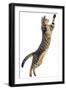 Silver Tabby Domestic Cat (Felis Catus) Leaping, UK-Jane Burton-Framed Photographic Print