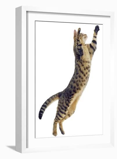 Silver Tabby Domestic Cat (Felis Catus) Leaping, UK-Jane Burton-Framed Photographic Print