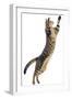 Silver Tabby Domestic Cat (Felis Catus) Leaping, UK-Jane Burton-Framed Photographic Print