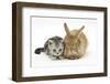 Silver Tabby Kitten and Sandy Lionhead Rabbit-Mark Taylor-Framed Photographic Print