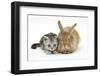 Silver Tabby Kitten and Sandy Lionhead Rabbit-Mark Taylor-Framed Photographic Print