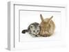 Silver Tabby Kitten and Sandy Lionhead Rabbit-Mark Taylor-Framed Photographic Print