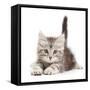 Silver tabby kitten, Freya, age 8 weeks.-Mark Taylor-Framed Stretched Canvas