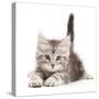 Silver tabby kitten, Freya, age 8 weeks.-Mark Taylor-Stretched Canvas