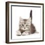 Silver tabby kitten, Freya, age 8 weeks.-Mark Taylor-Framed Photographic Print