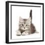 Silver tabby kitten, Freya, age 8 weeks.-Mark Taylor-Framed Photographic Print