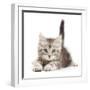 Silver tabby kitten, Freya, age 8 weeks.-Mark Taylor-Framed Photographic Print