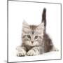 Silver tabby kitten, Freya, age 8 weeks.-Mark Taylor-Mounted Photographic Print