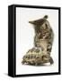 Silver Tabby Kitten Looking at a Hermann's Tortoise Walking-Jane Burton-Framed Stretched Canvas