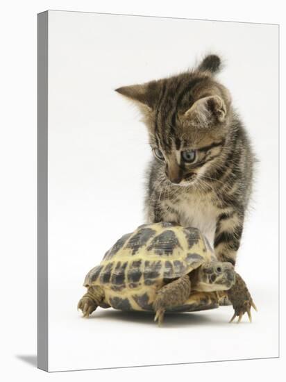 Silver Tabby Kitten Looking at a Hermann's Tortoise Walking-Jane Burton-Stretched Canvas