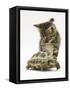 Silver Tabby Kitten Looking at a Hermann's Tortoise Walking-Jane Burton-Framed Stretched Canvas