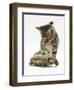 Silver Tabby Kitten Looking at a Hermann's Tortoise Walking-Jane Burton-Framed Premium Photographic Print