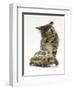 Silver Tabby Kitten Looking at a Hermann's Tortoise Walking-Jane Burton-Framed Premium Photographic Print