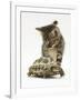 Silver Tabby Kitten Looking at a Hermann's Tortoise Walking-Jane Burton-Framed Photographic Print