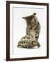 Silver Tabby Kitten Looking at a Hermann's Tortoise Walking-Jane Burton-Framed Photographic Print