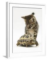 Silver Tabby Kitten Looking at a Hermann's Tortoise Walking-Jane Burton-Framed Photographic Print