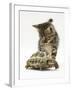 Silver Tabby Kitten Looking at a Hermann's Tortoise Walking-Jane Burton-Framed Photographic Print