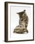 Silver Tabby Kitten Looking at a Hermann's Tortoise Walking-Jane Burton-Framed Photographic Print