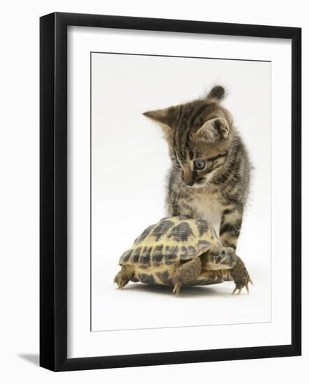 Silver Tabby Kitten Looking at a Hermann's Tortoise Walking-Jane Burton-Framed Photographic Print