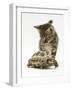 Silver Tabby Kitten Looking at a Hermann's Tortoise Walking-Jane Burton-Framed Photographic Print