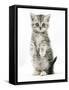 Silver Tabby Kitten Sitting with Paws Up-Mark Taylor-Framed Stretched Canvas