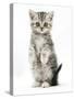 Silver Tabby Kitten Sitting with Paws Up-Mark Taylor-Stretched Canvas