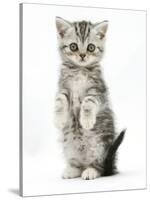 Silver Tabby Kitten Sitting with Paws Up-Mark Taylor-Stretched Canvas