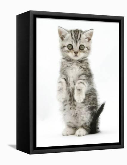 Silver Tabby Kitten Sitting with Paws Up-Mark Taylor-Framed Stretched Canvas